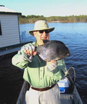 <p>Black piranha seem to be everywhere in the rivers, and theyâll hit the same lures youâll offer peacock bass. They have a penchant for stripping jigs of their bucktail dressings.</p>

