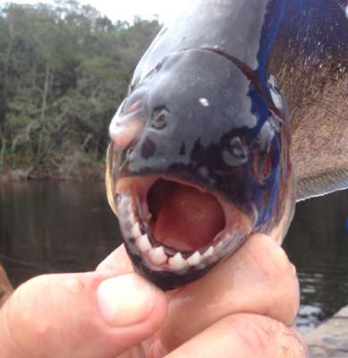<p>This fearsome grin belongs to a small piranha. Locals say you have nothing to fear from them, unless youâre bleeding â or theyâre especially hungry. </p>
