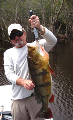 <p>Jimmy Yarbrough had little trouble adapting his black bass skills to peacock fishing. He was high man on the trip in both numbers and size. </p>
