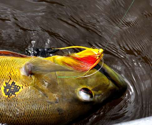 <p>Bright bucktail jigs are deadly on peacock bass, but not nearly as much fun to catch fish with as topwaters. </p>
