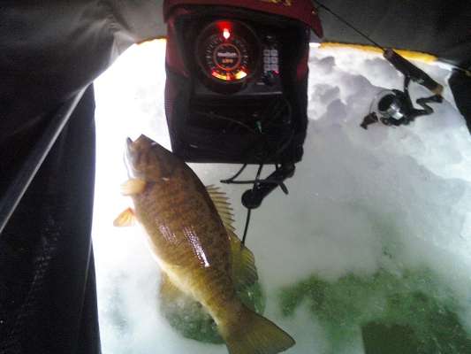 <p>
	Oneida Lake in New York gave up this smallmouth.</p>
