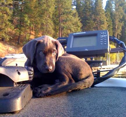 <p>"Hank is my newest buddy," said Ed Proulx. "He is a silver lab, and this was his first ride on my Ranger."</p>
