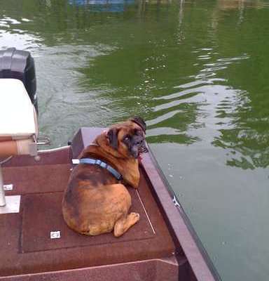 <p>My bull mastiff, Samson, was my fishing buddy," said Eddie Sheppard. "He loved the boat and always enjoyed checking out the bass. Sam passed away a few months ago and I sure do miss him."</p>
