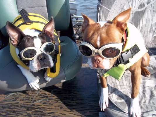 <p>"This is Oreo and Minnie Mouse. If the boat leaves, they are in it ," said Glynn Prestenbach of Louisiana. "Both have been fishing with my wife and me since they were pups. I still say Minnie Mouse can smell a bream bed."</p>
