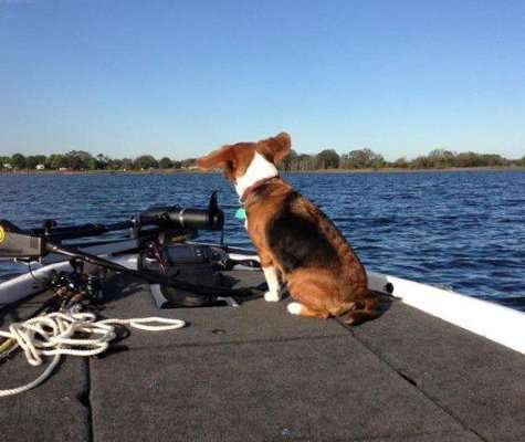 <p>"This is Boscoe trying to fly," said Greg Morgan. "He is a full-blooded beagle and a pain in the butt. All he wants to do is lick the fish."</p>
