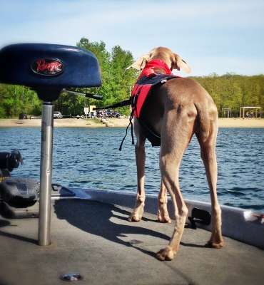 <p>"This is our Weimaraner, Garmin, guiding me in," said Jakubiecs.</p>
