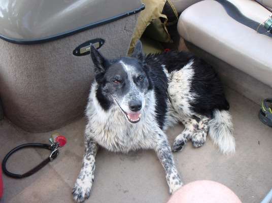 <p>"I had the pleasure to share my fishing with a Australian cattle dog named KC," said James Liddle. "He has shared many a fishing trip through the past 13 1/2 years."</p>
