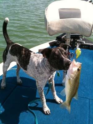 <p>"This is my 2 1/2-year-old fishing dog," said K Mayfield. " he is always ready to go and kisses every bass I catch before I release it."</p>
