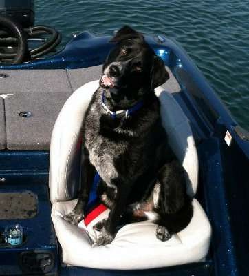 <p>"Marley is his dad's best fishing partner â way better than me. I can't even sit that pretty!" said Lucy Hadley. "Marley is a 10-year-old rescued black lab/blue heeler mix. To say he's man's best friend is an understatement. Justin loves this dog more than he loves fishing (and that's saying a lot). When he can fish WITH Marley, both of their days are made. He sits so pretty the entire time they're on the boat. We have another dog that would literally flip out if you tried to put her on the boat, so this is very impressive to me. This is a pretty "Bass Dog" riding in a pretty Bass Cat."</p>
<p> </p>
<p> </p>
<p> </p>
