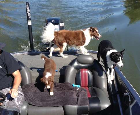 <p>"My husband and I are happy they allow us to fish on their boat!" said Naomi Frie. She's referring to her dogs Shay, 9; Zeke, 8; and Mac, only nine weeks old.</p>
<p> </p>
