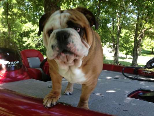 <p>"Here is my English bulldog, Wrigley, checking out my boat when I first brought it home," said Randall Argo. "Because it gets pretty hot in the summer on Kentucky Lake, he tends to be an early spring and late fall type of co-angler!"</p>
