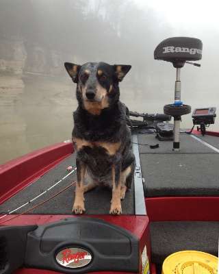 <p>"This is Pepper, our 3-year-old blue heeler," said Tara Parsley. "She is our world! We rescued her from the pound, where she was going to be put down. Pepper enjoys being out on the water but especially loves to go fast in our boat. Pepper is family and we never leave home without her!"</p>
