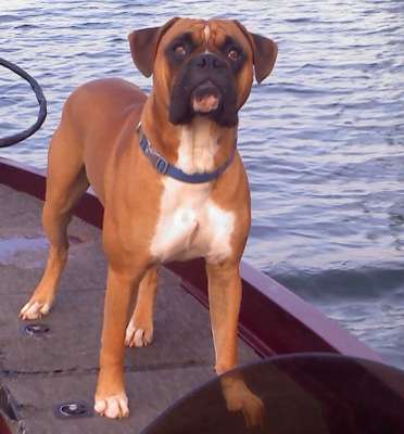 <p>"This is my boy, Taz," said Trick a Fish. "I can't take the cover off my boat or work on tackle without him getting excited and running all over the house. He sits on the front deck with me and just watches me fish. He is my favorite fishing partner."</p>
