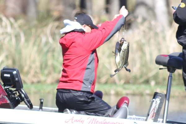 Allowing Montgomery to cull for the first time.
