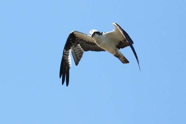 An osprey spent some time above doing his own brand of sight fishing.