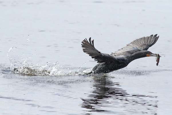 Even the cormorants got into the act.