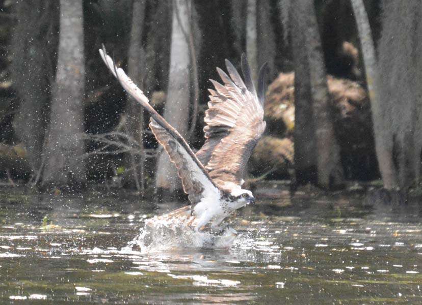 As Dean moved on we prepared to follow. This osprey treated us to the most dramatic catch we saw all day.