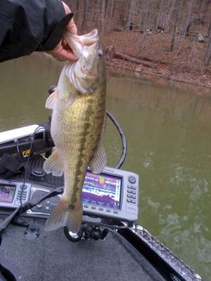 Elite Series pro Charlie Hartley spotted this Smith Lake bass.