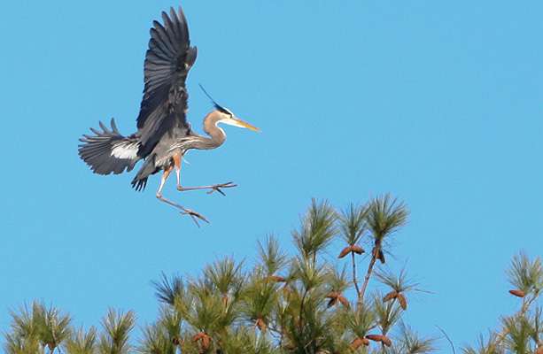 A Great Blue Heron settles into the top of a tree near an area Bobby Lane was fishing. 