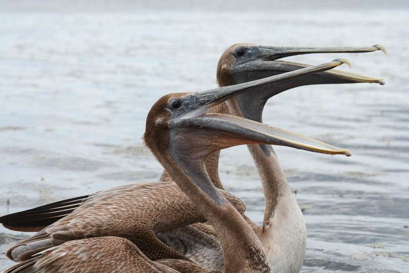 <p>Hungry pelicans joined us watching Randy Howell fish. </p>
