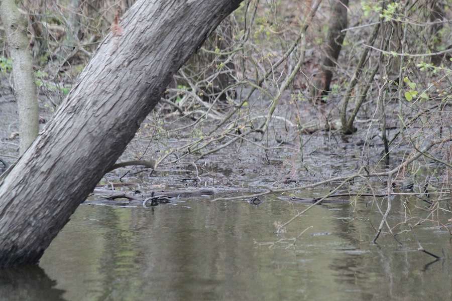 These debris mats are right against the bank. The bank isn't exactly accessible by most anglers fishing other parts of the river where the woods are flooded for miles. 