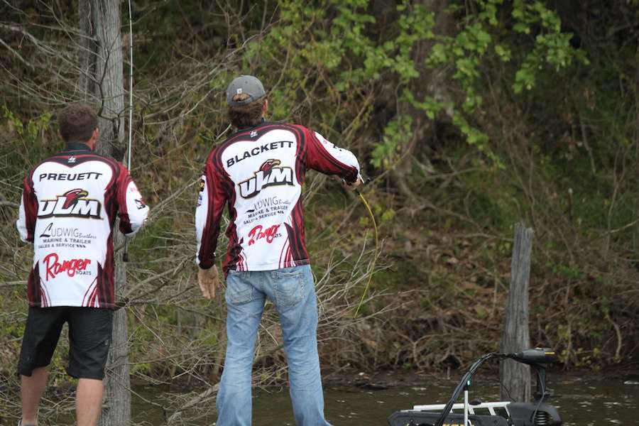 Most of ULM's fish have come flipping a soft plastic to the bank. 
