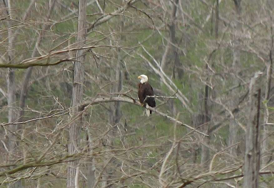 A bald eagle watches the action. 