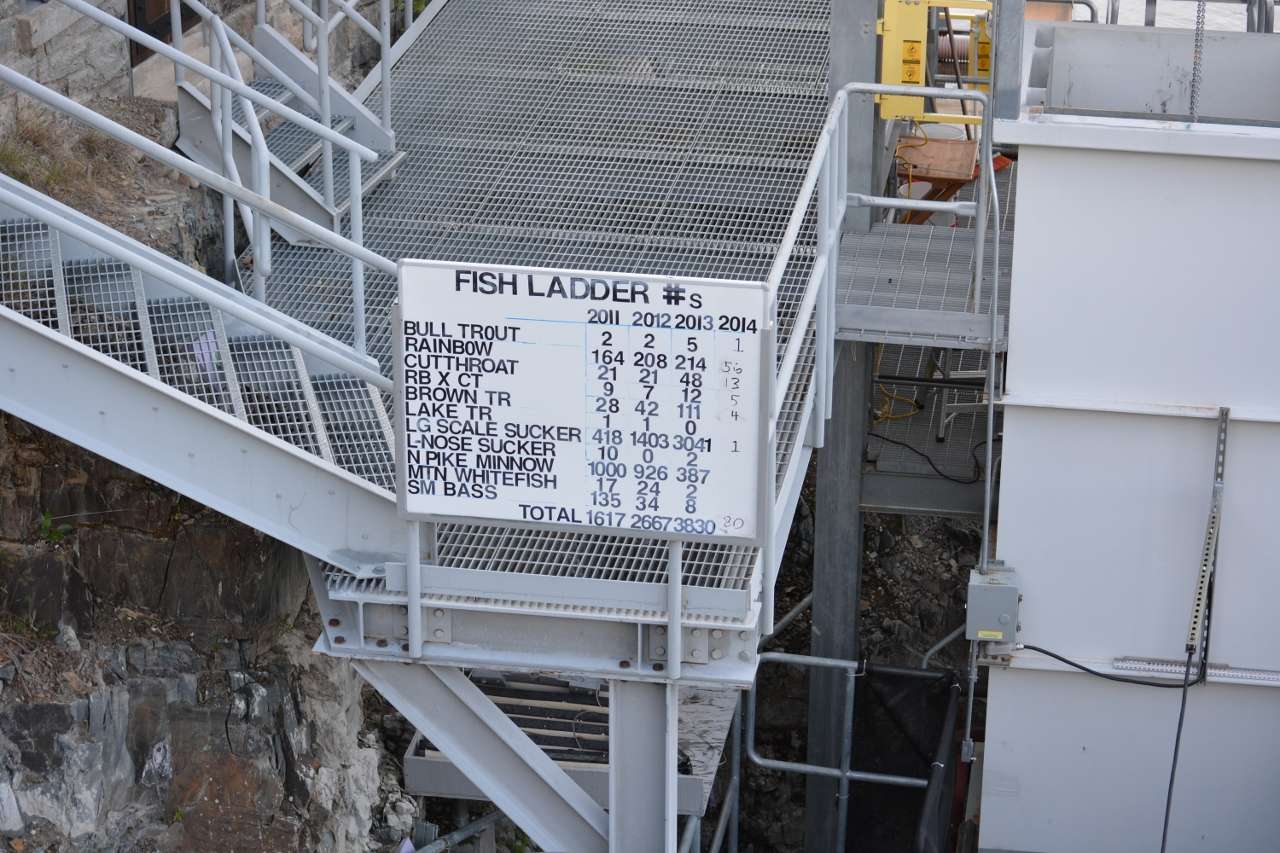 Fish ladder counts at Thompson Falls.
