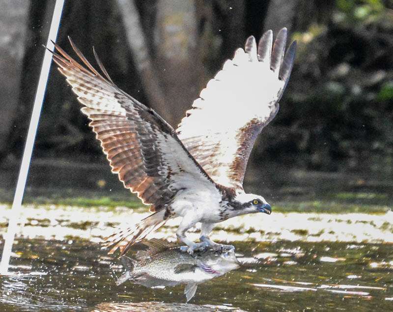 Proud of his catch, the osprey circled the boat in triumph.