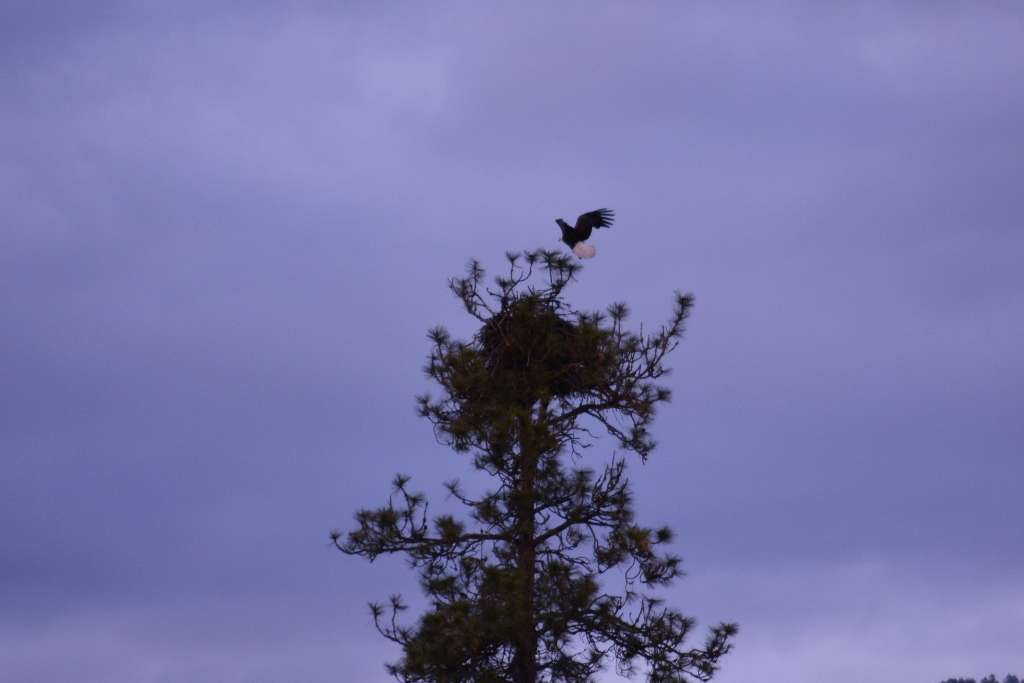 An Eagle and his nest at Thompson Falls Hotel. Time to get some rest.  Tomorrow, the Western Divisional begins! 