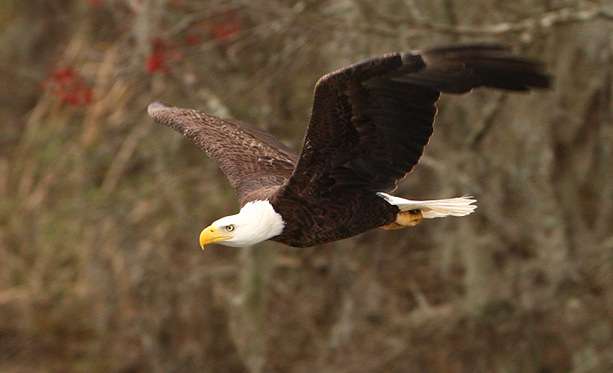 One of the most exciting birds to run across on the water is the bald eagle. 