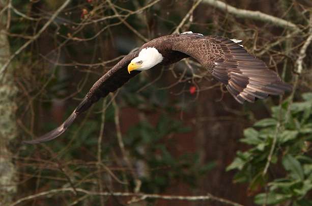 In late winter and early spring, bald eagles are prevalent in the south. 