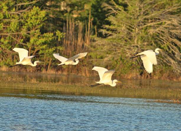 The hook set and catch spooked a flock of egrets from the mat.
