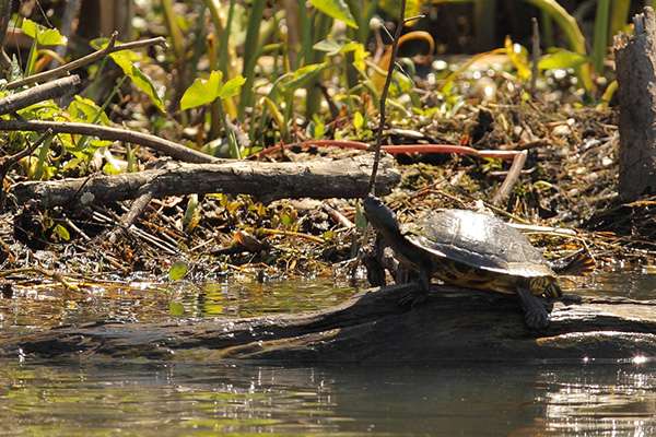 Turtles, however, are seemingly everywhere, unless itâs early in the year and the water temperature is really cold. 