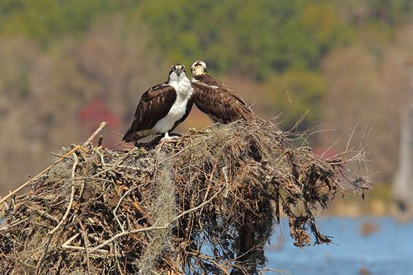 What they do see is a lot of is ospreys. 