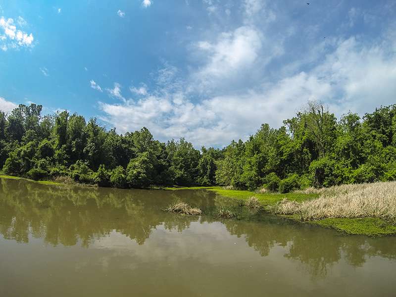 Many anglers are targeting backwater areas on Dardanelle.