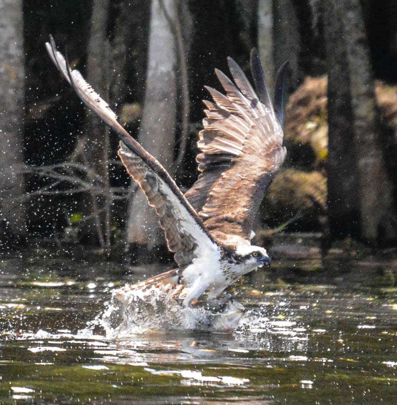 While watching Dean Rojas on St. Johns River, Chris Mitchell heard a commotion behind him. He swung the camera around in time to see an osprey dive into the water, seizing its lunch.