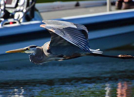 A blue heron sails past, near the water's surface.