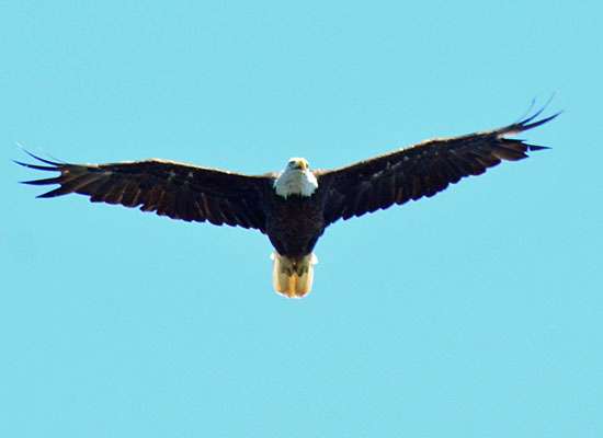 A bald eagle soared overhead.