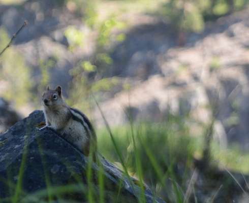 Between Thompson Falls and Trout Creek, we got to experience all types of wildlife, including â¦
