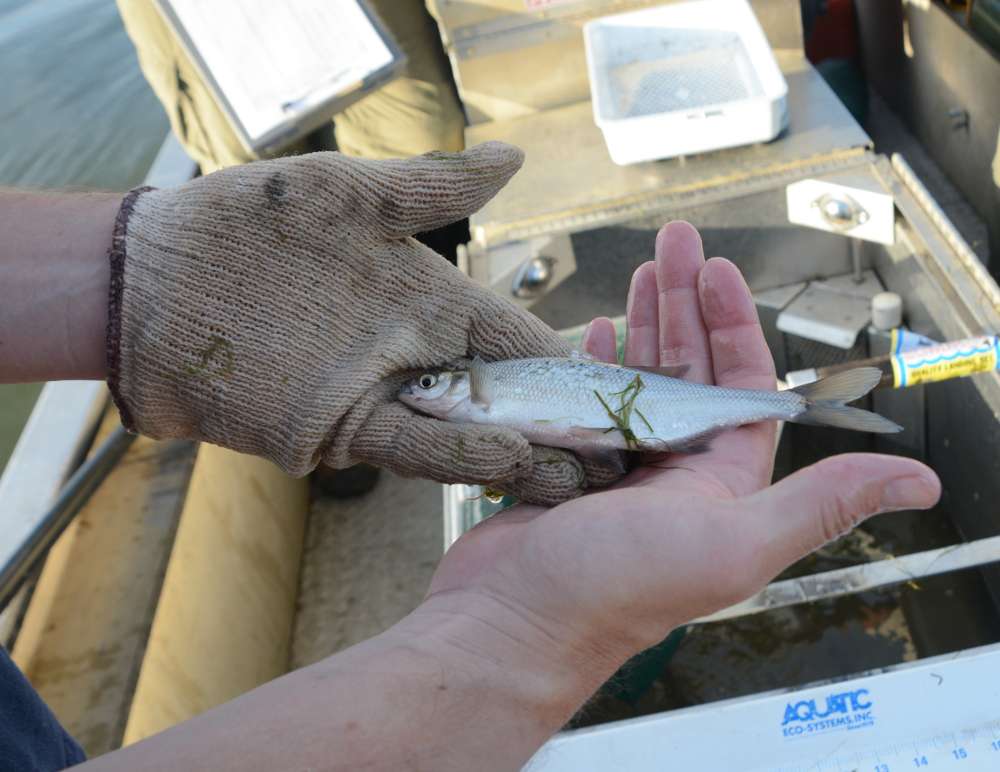 The Clear Lake hitch is one of the few native fish in Californiaâs largest freshwater body.