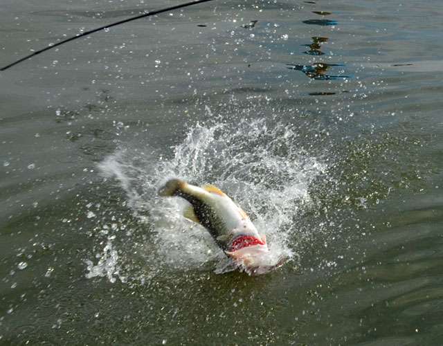 Bass are some amazingly acrobatic creatures.