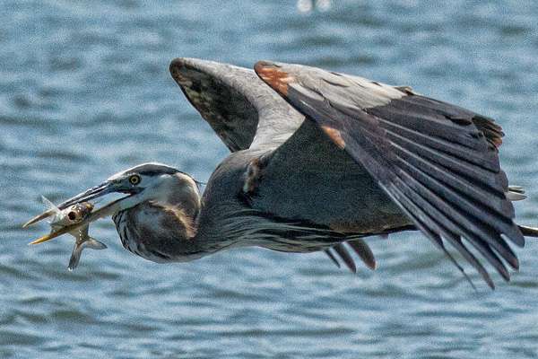 But about the only fish catching taking place was by a blue heron.