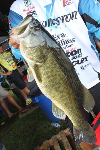 This 10-11 big bass takes over Carhartt Big Bass honors for BASSfest as well as the entire season. 