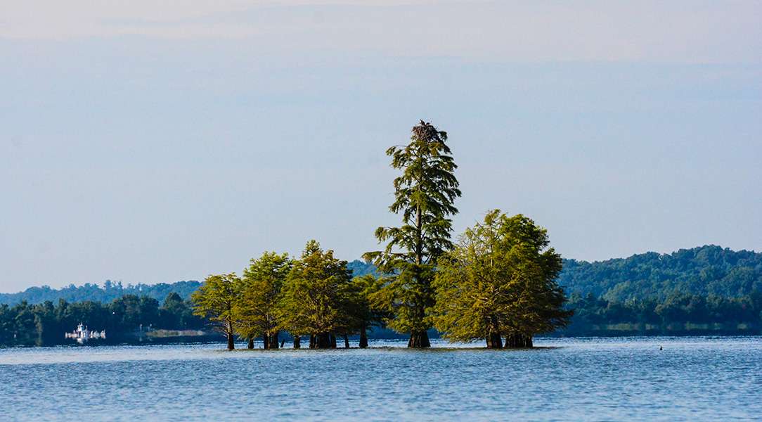 Some trees provide structure in the water.