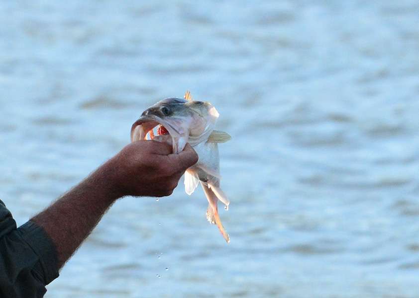 The Abbeville, SC team shows off their early fish. This guy isn't camera shy.