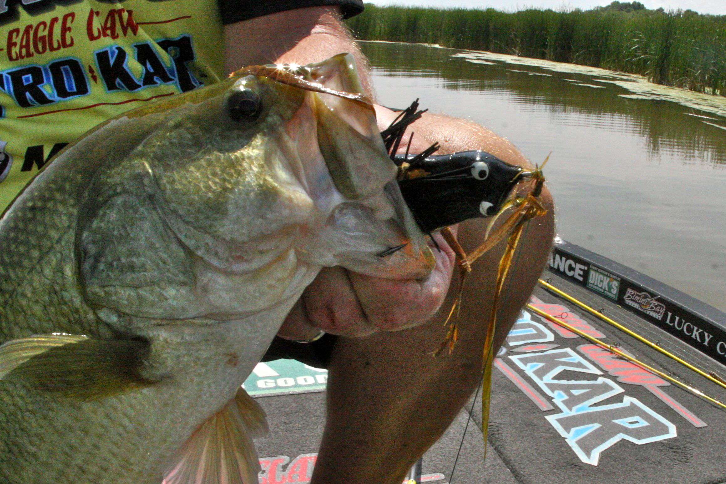Bass just kept chomping the frog. Not all the explosions resulted in hook-ups. After one monster splash and a miss, somehow, uh, Reese's rod ended up in my lap. But at 1:20, all the rats were overboard and Reese had nothing but 3-pounders in his livewells.