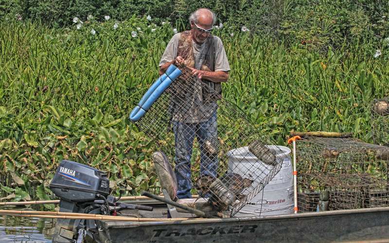 The turtle man was setting traps to catch snapping turtles in the creek.