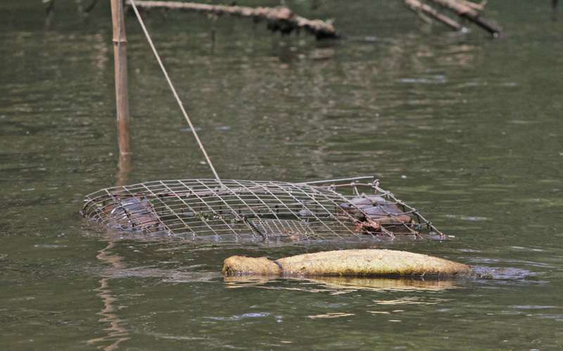 One of his traps floating in the creek.
