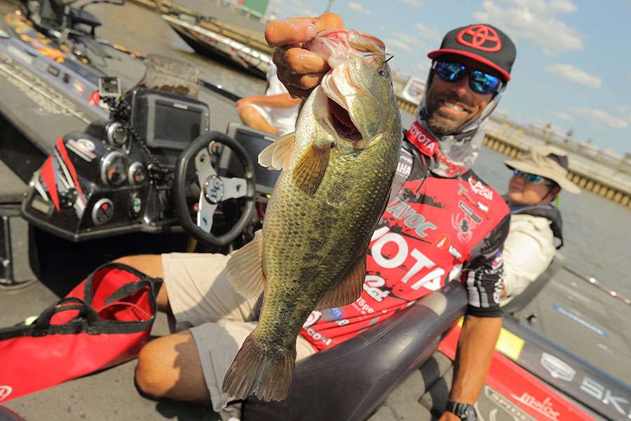 Mike Iaconelli bags his nice fish.